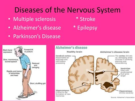 PPT - The Body Systems PowerPoint Presentation, free download - ID:853376