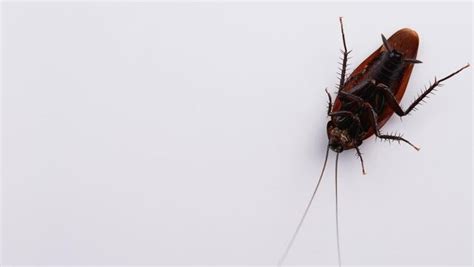 Blattodea Images – Browse 3,402 Stock Photos, Vectors, and Video ...