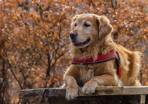 The 13 Best Big Dog Breeds - Top Large Dogs for Kids & Families