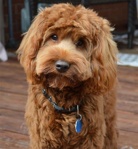 #PuppyLabradoodle | Labradoodle haircut, Labradoodle puppy, Goldendoodle puppy