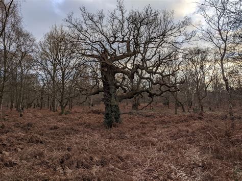 Nottinghamshire: Sherwood Forest - British Bryological Society