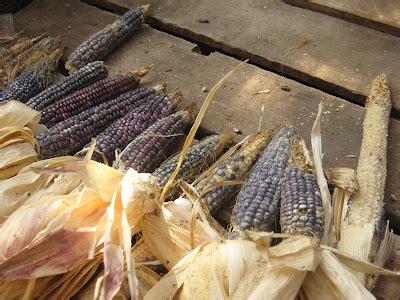 Colorado Bob's Hopi Blue Corn Experiment: The Harvest Rolls In