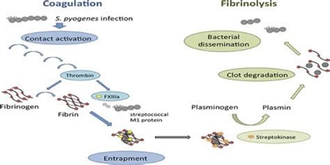 Fibrinolysis - Assignment Point