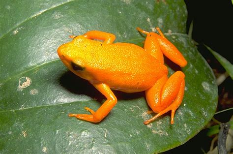 MBG: Madagascar Biodiversity and Conservation - Golden Frog