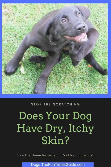 Does Your Dog Have Dry, Flaky Skin? Here's The Home Remedy Our ...