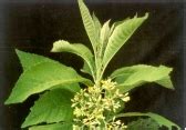 Benefits and Efficacy Leaf Leaves Sembung | Modern Traditional Medicine