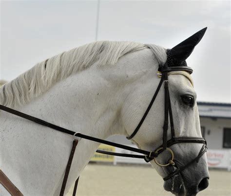 The Ultimate Best Western Bridle Reviews - Best Horse Gears