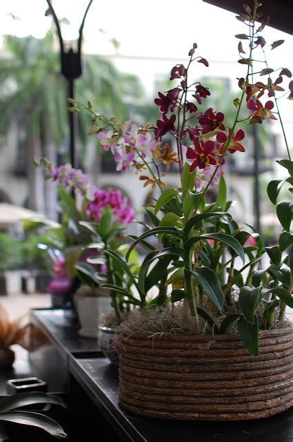 Orchids Care: 6 Steps For Repotting Orchids - A Green Hand