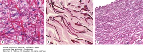 Ligamentum Nuchae Histology