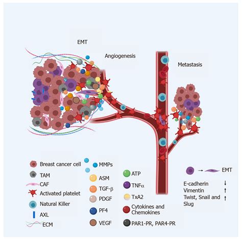 Role of platelets and breast cancer stem cells in metastasis