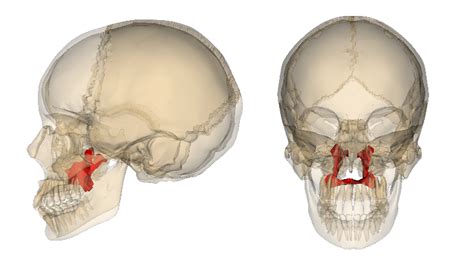 Level 2 - Bones of the Human Body - Memrise