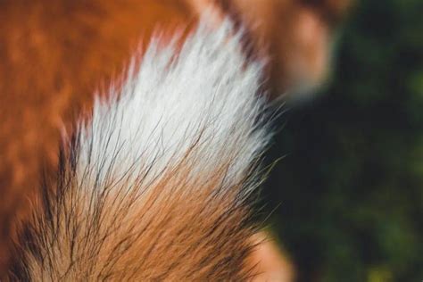 THE ULTIMATE GUIDE TO DOG TAIL TYPES - It's Everything Dogs