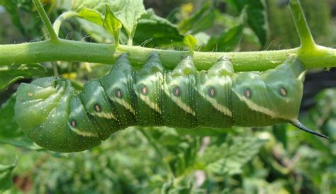 Where Do Tomato Hornworms Go During the Day? - My Heart Lives Here