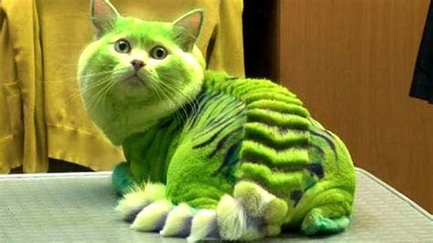 10 MOST DANGEROUS CAT BREEDS IN THE WORLD | Dangerous cat, Cat haircut, Cat breeds