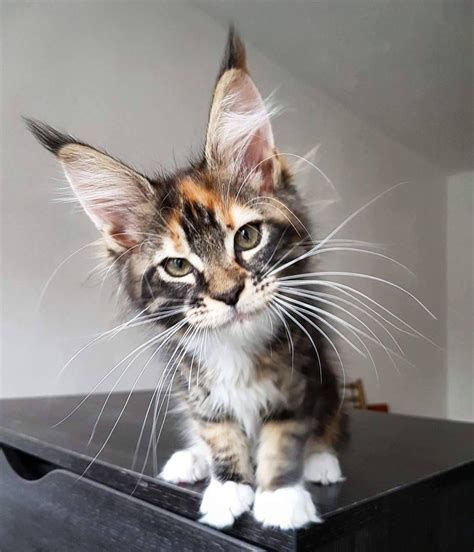 I’m all ears (Source: http://ift.tt/2BZpFRq) | Cats, Cute animal ...