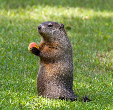 cop shoots a groundhog - Airliners.net