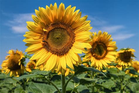 Sunflower field scenery . stock photo. Image of agriculture - 42916610