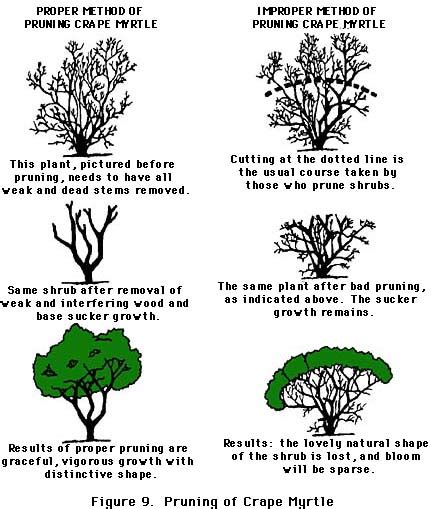 Pruning & Maintaining Shrubs and Trees - TodaysMower.com