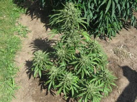 How To Grow Autoflowering Outdoor Seeds | Blimburn Seeds