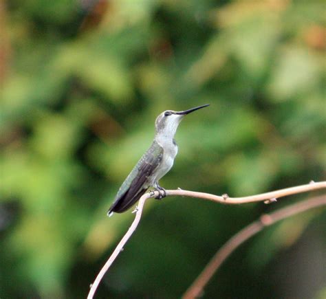 Boise Daily Photo Garden Shot: Hummingbird Perched