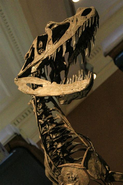 Free stock photo of dinosaur, fossil, museum