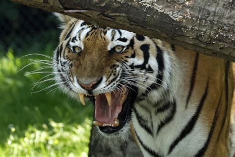 COVID: A zoo veterinarian explains which animals are "high risk" enough ...