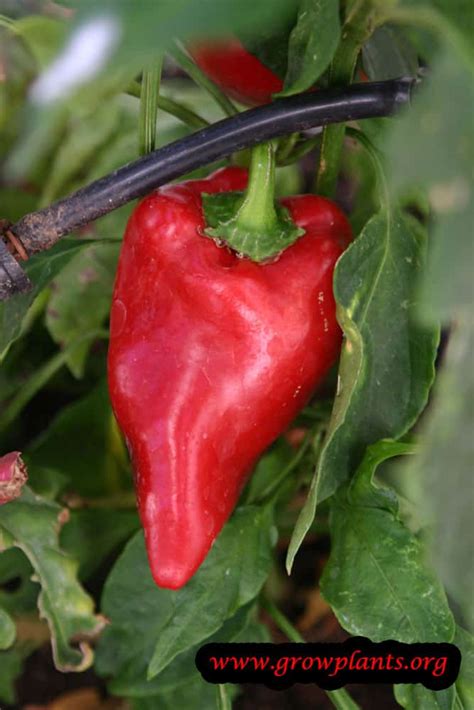 Capsicum annuum - How to grow & care