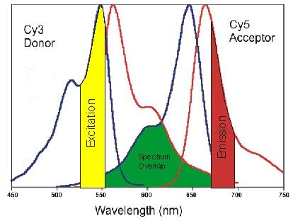 Figure 2. [Spectral overlap and FRET. The...]. - Assay Guidance Manual ...