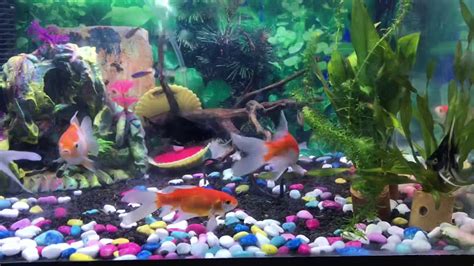 ornamental fish in my aquarium - YouTube