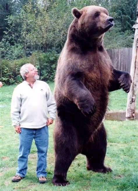 Image result for standing Brown bear | Kodiak bear, Grizzly bear size ...