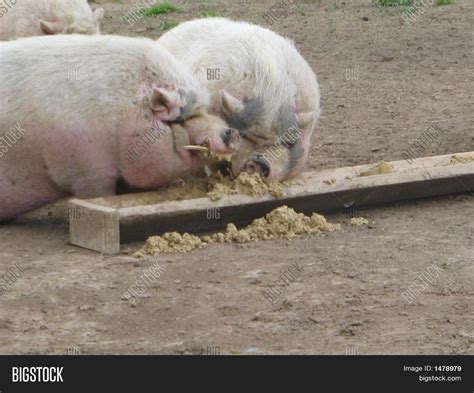 Two Pigs Eating Image & Photo (Free Trial) | Bigstock