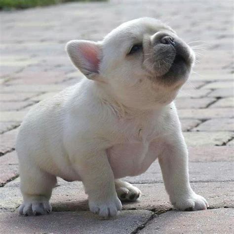 Pin oleh Sara Fernández de Yegros di Bulldog Puppies | Binatang lucu, Binatang, Lucu