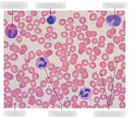 Red Blood Cell Diagram Labeled For Kids