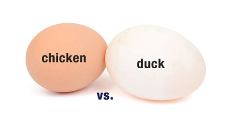 Duck Eggs vs Chicken Eggs: Which Is Better? - The Garden Magazine