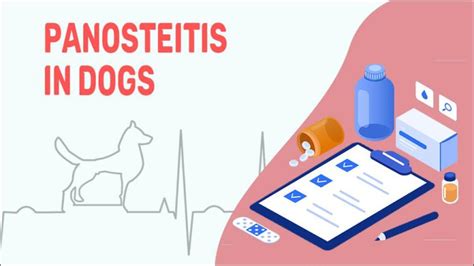 Panosteitis In Dogs: Symptoms, Causes, & Treatments - Petmoo