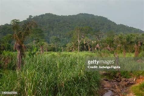 1,135 Liberia Rainforest Stock Photos, High-Res Pictures, and Images ...