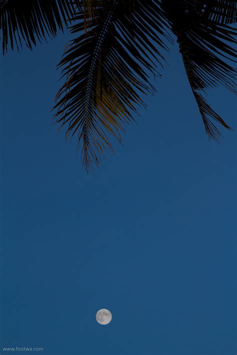 Palm tree and the moon | Footwa