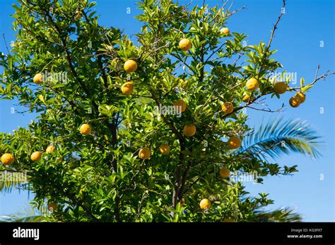 Albero di limone e frutta. i limoni crescono bene in australia e sono ...