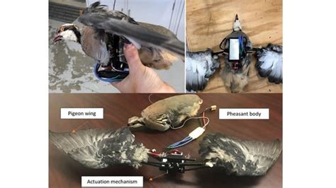 Researchers Turn Dead Birds into Drones That Could Spy On People ...