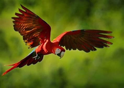 Beautiful scarlet macaw in flight | Macaw, Parrot, Birds in flight