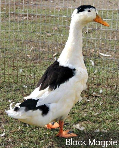 Magpie duck - Alchetron, The Free Social Encyclopedia