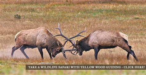 Estes Park Wildlife | Estes Park Outdoor Activities | Estes Park CVB ...