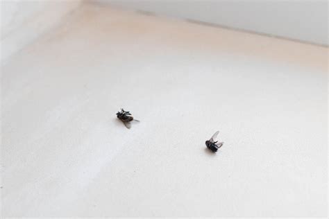 Do Dead Flies Attract More Flies? (Why, and How to Keep Them Away) - wigglywisdom.com