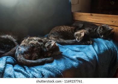 Four Cats Sleeping Together Couch Stock Photo 1169237761 | Shutterstock