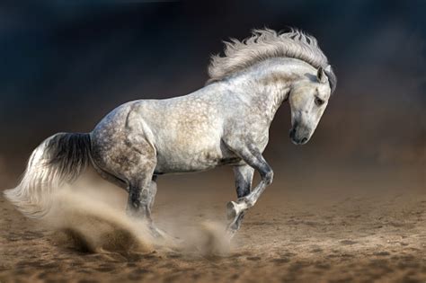 Grey Andalusian Horse Stock Photo - Download Image Now - iStock