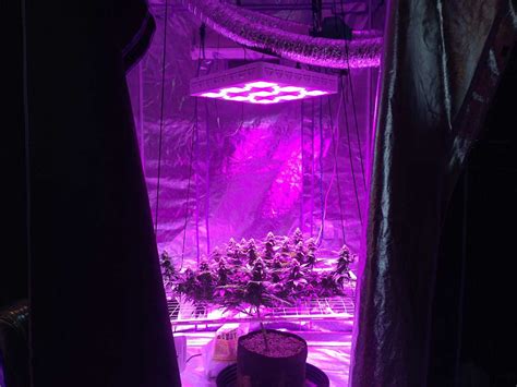 HPS vs LED Grow Lights: 5 Barriers to Light Domination | Grow Weed Easy