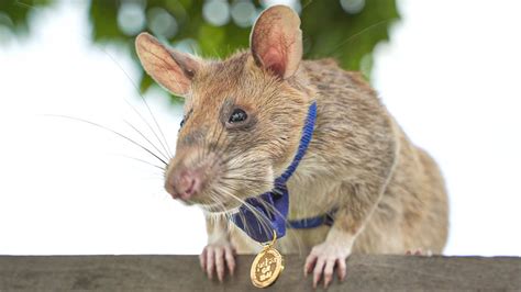Magawa the 'hero rat', who was given a medal for detecting landmines in Cambodia, dies aged ...