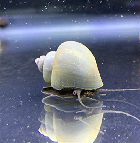 All About Blue Mystery Snails: Appearance, Habitat, and Care Guide ...