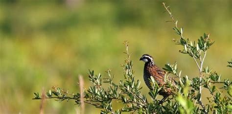 Quail Habitat and Cover Requirements