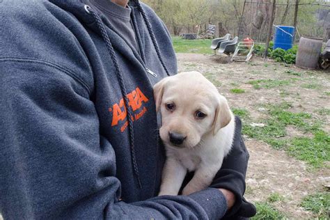 Labrador Retriever Rescue Wisconsin